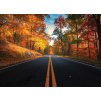 Cesta v lese na podzim shutterstock 693294148