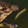 Rybář a pstruh shutterstock 485160259 zoom