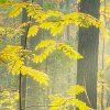 les shutterstock 92077058 zoom