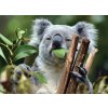 koala shutterstock 370060808