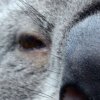koala shutterstock 370060808 zoom