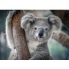 koala 2 shutterstock 533590378