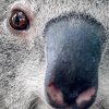 koala 2 shutterstock 533590378 zoom