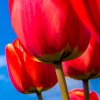 Tapeta červené tulipány zoom