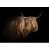 Highland Cattle shutterstock 1825585037