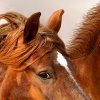 Koně na poušti shutterstock 1360069610 zoom