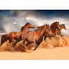 Koně na poušti shutterstock 1360069610