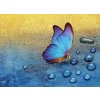 Motýl shutterstock 1808659666