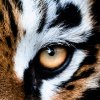 Tygr III shutterstock 1543677188 zoom
