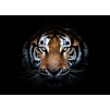 Tygr III shutterstock 1543677188