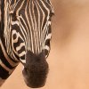 Zebra II shutterstock 1149689693 zoom