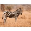 Zebra II shutterstock 1149689693