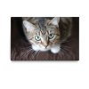 8080800070 Obraz Kočičí pohled 2D