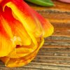 Tulipány a dřevo V shutterstock 1851514048 zoom