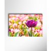 Obraz Pestrý tulipán