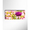 Obraz Pestrý tulipán