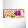 Obraz Pestrý tulipán