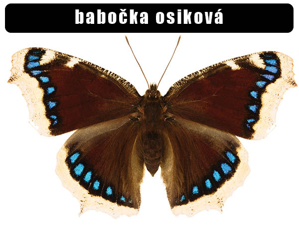 Babočka osiková