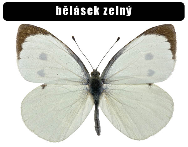 Bělásek zelný