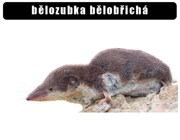 Bělozubka bělobřichá