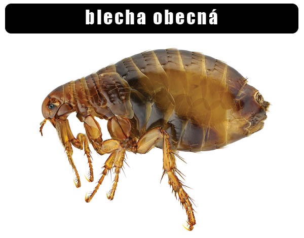 Blecha obecná