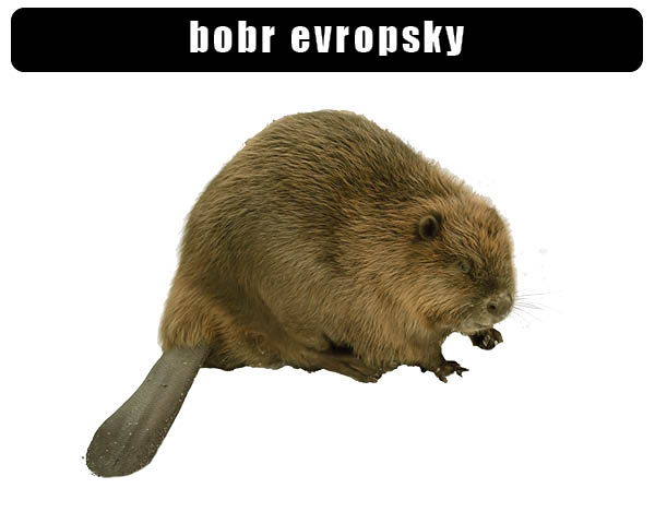 Bobr evropský