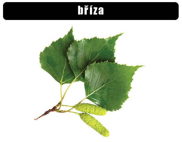 Bříza bělokorá
