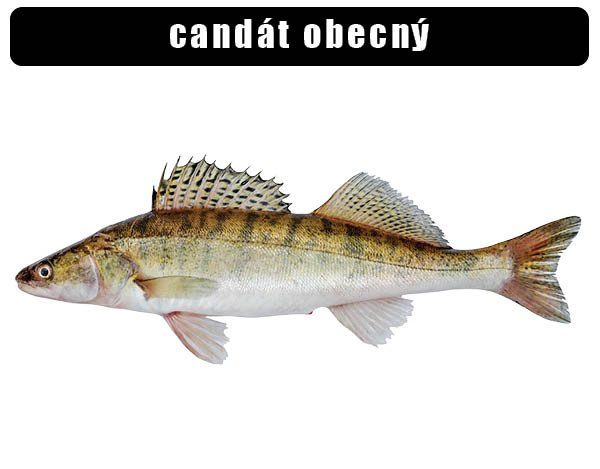 Candát obecný