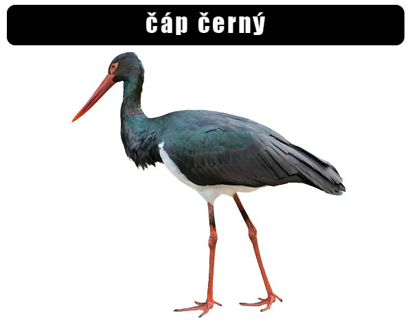 Čáp černý