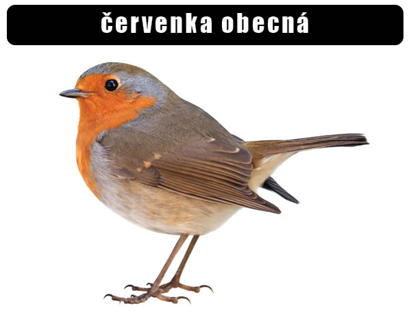 Červenka obecná