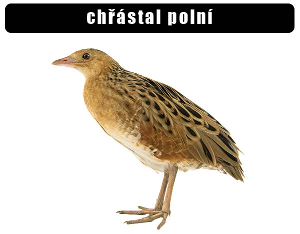 Chřástal polní