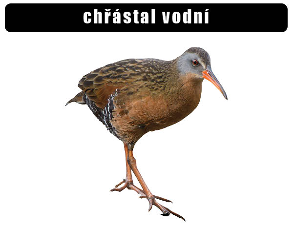 Chřástal vodní