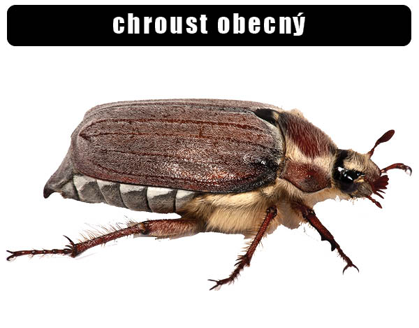 Chroust obecný