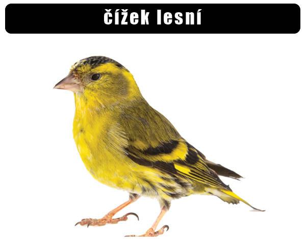 Čížek lesní