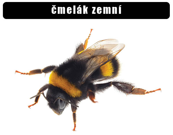 Čmelák zemní