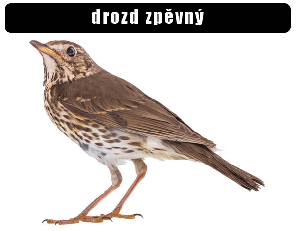 Drozd zpěvný