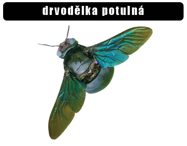 Drvodělka potulná