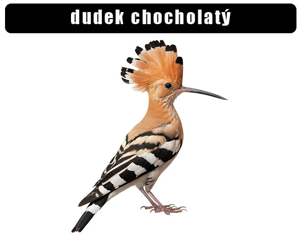 Dudek chocholatý