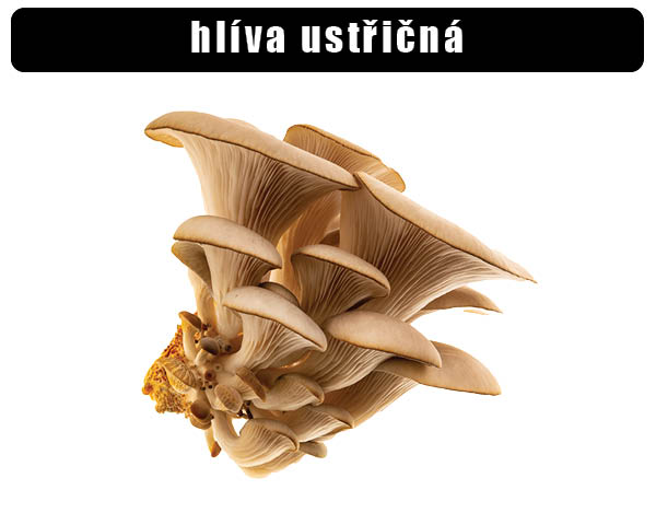 Hlíva ústřičná