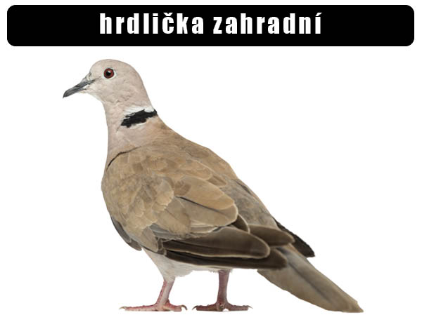 Hrdlička zahradní