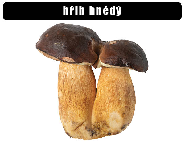 Hřib hnědý