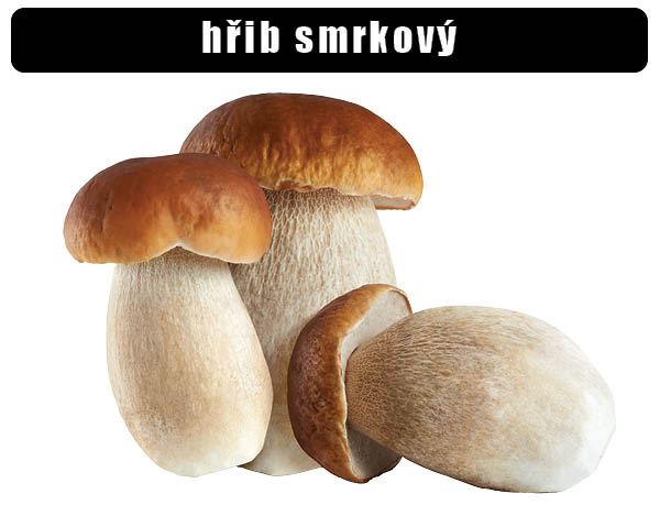 Hřib smrkový