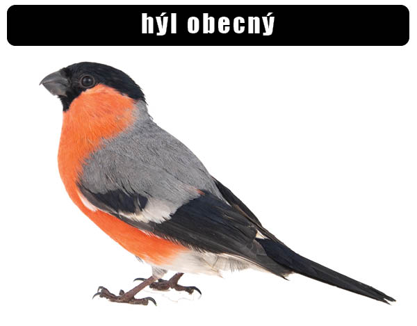 Hyl obecný