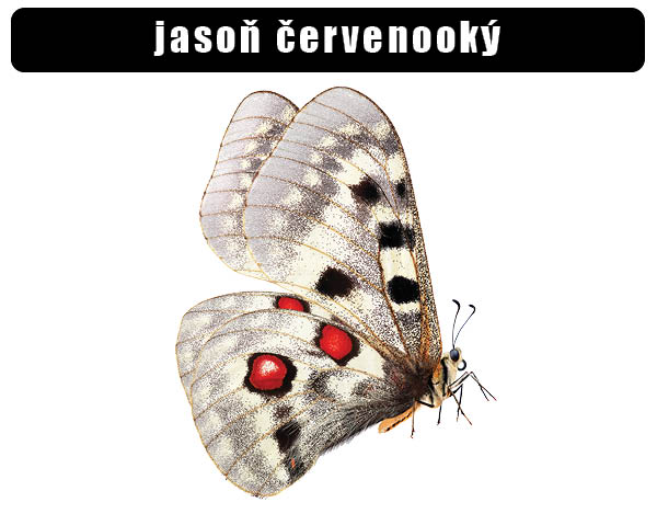 jason cervenooky