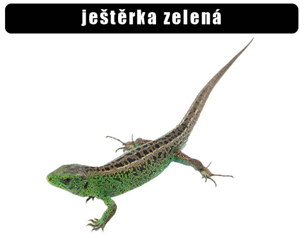 Ještěrka zelená