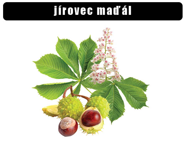 Jírovec maďal