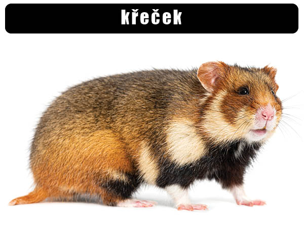Křeček domácí