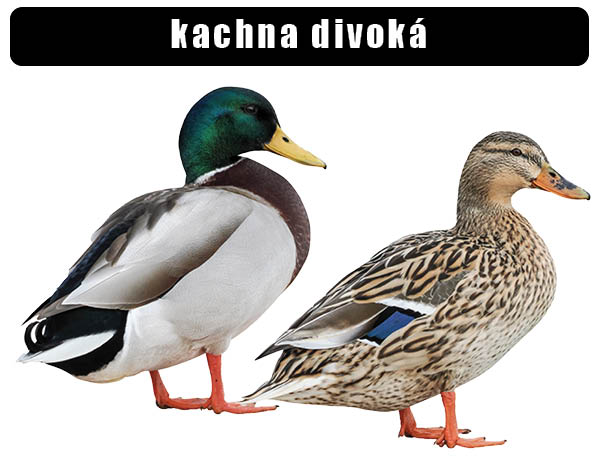 Kachna divoká