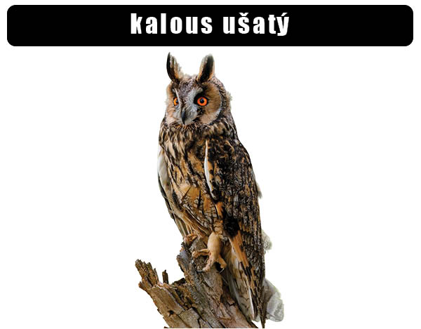Kalous ušatý