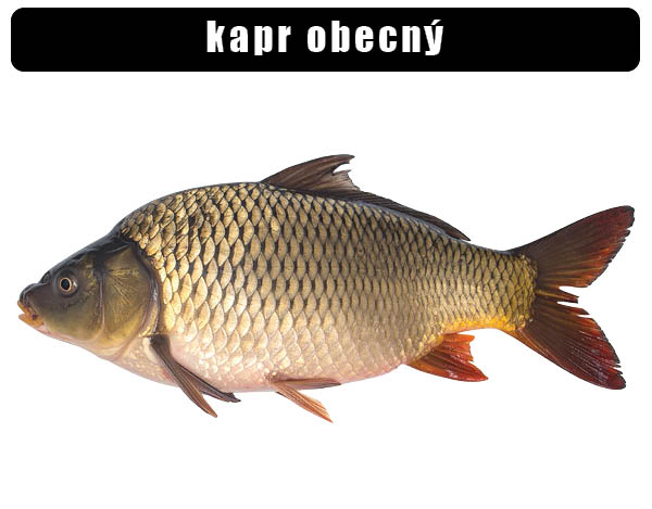 Kapr obecný